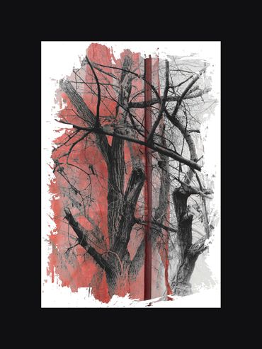 Black and White images of winter trees with textural backgrounds and borders.