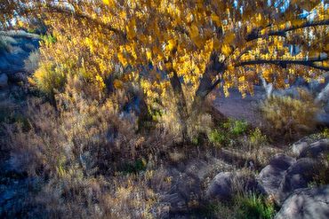 Fall color studies along the Santa Fe River using slow shutter speed and intentional camera movement