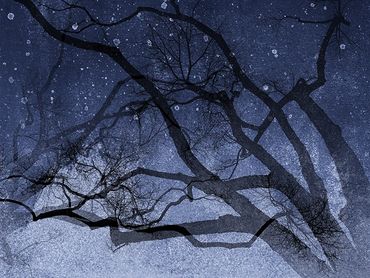 Winter tree studies with double exposure, added textures.