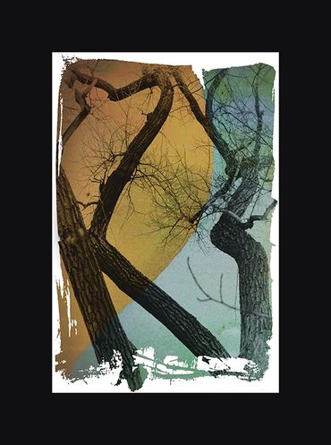 Black and White images of winter trees with textural backgrounds and borders.