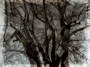 Double exposure studies of Siberian Elms in downtown Santa Fe, NM.