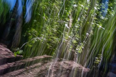 Summer Tree Studies using slow shutter speeds and intentional camera motion to create a more painter
