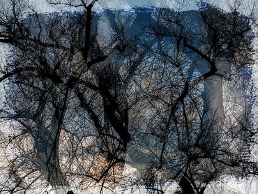 Double exposure studies of Siberian Elms in downtown Santa Fe, NM.