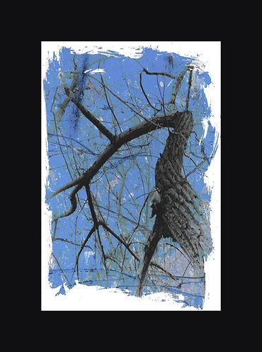 Black and White images of winter trees with textural backgrounds and borders.