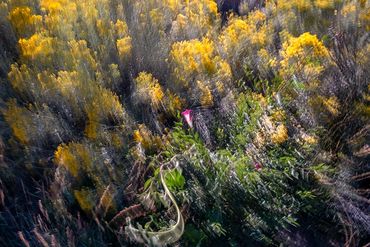 A single Sweet Pea in the midst of the swirling Chamisa bushes.