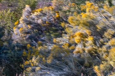 Double exposure, slow shutter studies of Chamisa bushes.