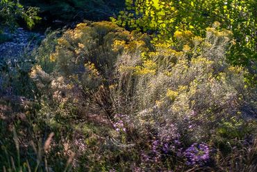 Double exposure and slow exposure of Chamisa and Asters by the river.