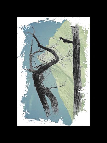 Winter tree studies in black and white with added textural backgrounds and special borders.