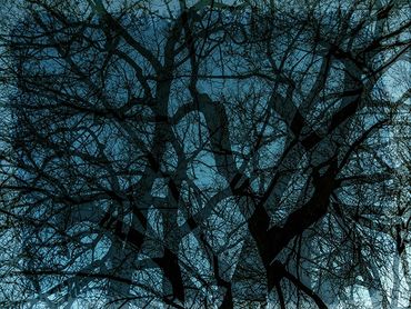 Double exposure studies of Siberian Elms in downtown Santa Fe, NM.