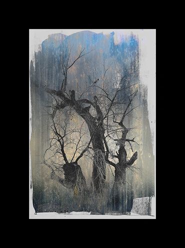 Winter tree studies in black and white with added textural backgrounds and special borders.
