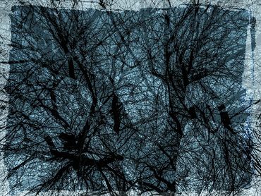 Double exposure studies of Siberian Elms in downtown Santa Fe, NM.
