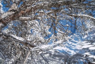 Exploring a snowy trail utilizing slow shutter, double exposure and intentional camera motion.