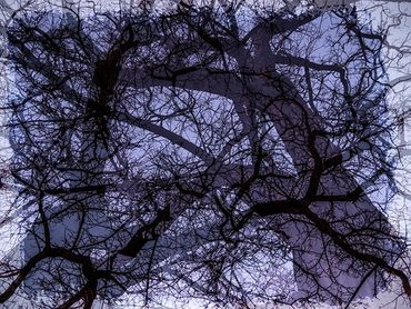 Double exposure studies of Siberian Elms in downtown Santa Fe, NM.