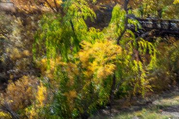 Fall color studies along the Santa Fe River using slow shutter speed and intentional camera movement