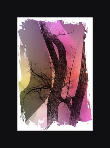 Black and White images of winter trees with textural backgrounds and borders.