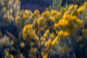 Double exposure and slow exposure study of Chamisa in bloom.