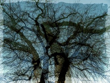 Double exposure studies of Siberian Elms in downtown Santa Fe, NM.