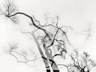 Winter tree studies with double exposure, added textures.