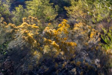 Double exposure of Chamisa bushes.