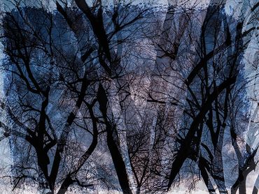 Double exposure studies of Siberian Elms in downtown Santa Fe, NM.