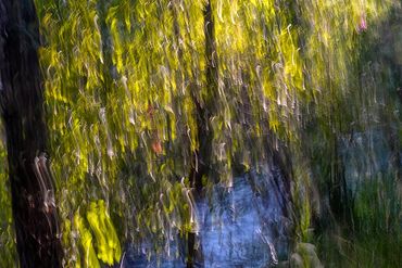 Summer Tree Studies using slow shutter speeds and intentional camera motion to create a more painter
