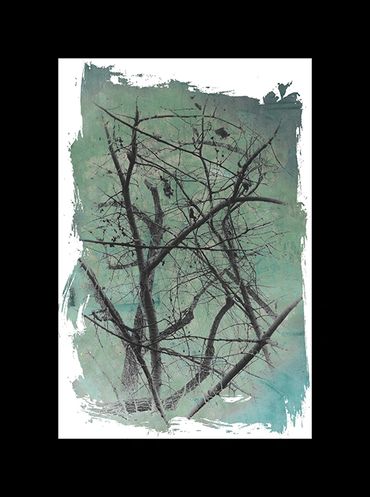 Winter tree studies in black and white with added textural backgrounds and special borders.