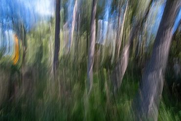 Summer Tree Studies using slow shutter speeds and intentional camera motion to create a more painter