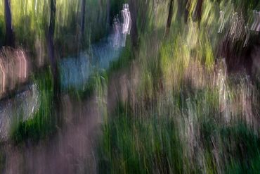 Summer Tree Studies using slow shutter speeds and intentional camera motion to create a more painter