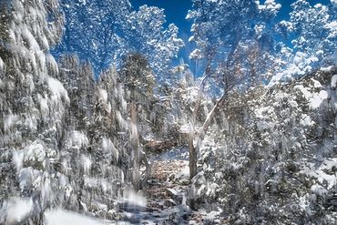 Exploring a snowy trail utilizing slow shutter, double exposure and intentional camera motion.
