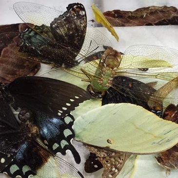 This is a small sample of the insect wings I found on the ground to reuse in my resin jewelry