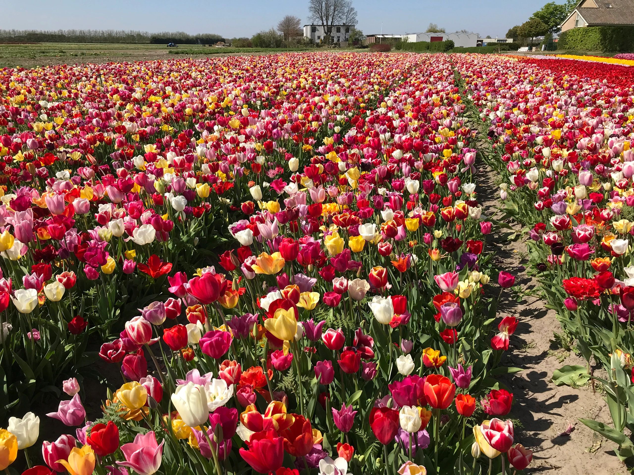 DutchTulips LLC Dutch Tulips, Tulips