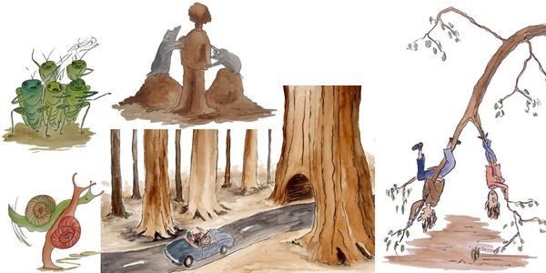 How High Do Trees Grow?