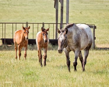 Elvis and his foals in pasture