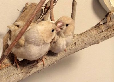Fledgling Cream Zebra Finches