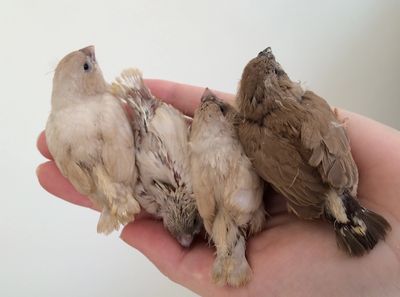 Variation in a clutch of Zebra Fnches