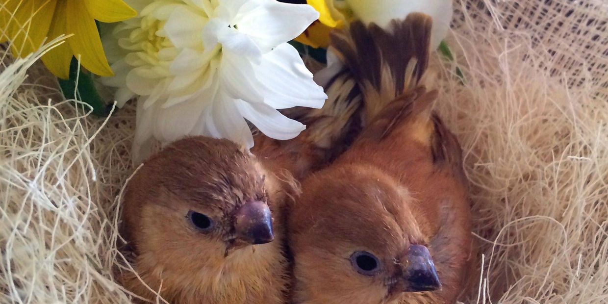 Orange Breasted Zebra Finches, Phaeo zebra finches