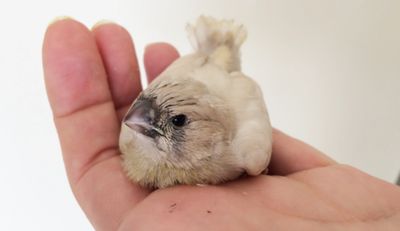 Silver split for lightback/Blackface Zebra Finch