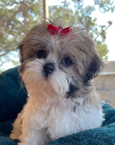 Shihtzu puppy