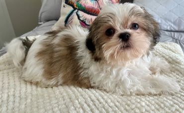 Shihtzu puppy posing for the camera