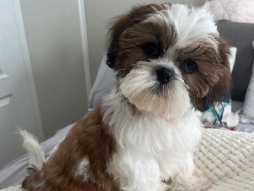 Shihtzu puppy