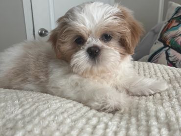 Shihtzu puppy