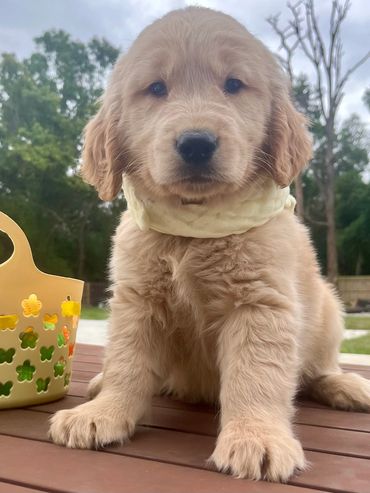 Yellow collar male puppy - Bingo