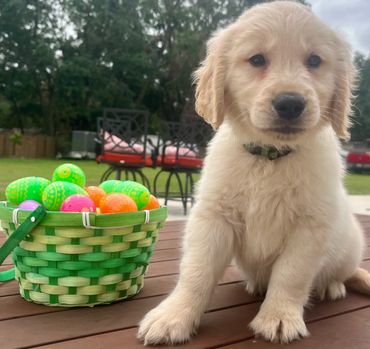 Green collar male puppy - Charlie