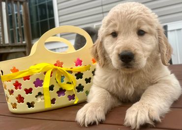 Orange collar female puppy- Diamond
