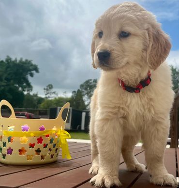 Red collar female puppy - Libby