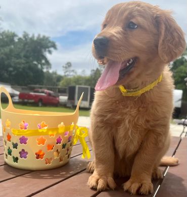 Yellow collar female puppy - Canela