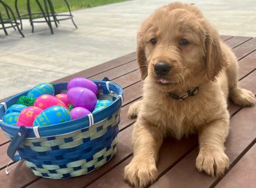 Gray collar female puppy - Chanel