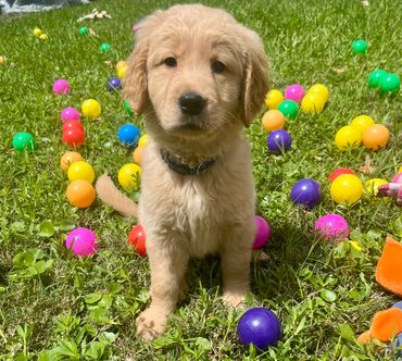 Dark blue collar male puppy - Toby