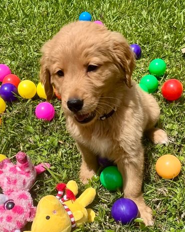 Tan collar male - Gizmo