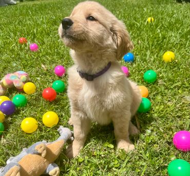 Purple collar female puppy - Lily